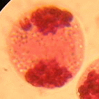 ��ꕪ��I��