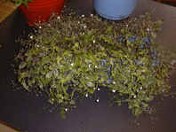 �u���C�_���x�[��