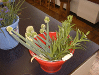 �����ƃl�M�V��