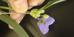 �ڂ݂̑傫��