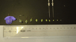 �ڂ݂̑傫��