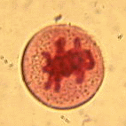 ��ꕪ������