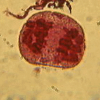 ��ꕪ����